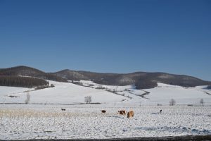 黒竜江省・の写真　冬の恋情その2-5-7