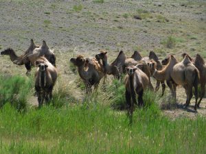 蘭州から烏魯木斉へ／烏魯木斉 ジュンガル盆地／砂漠の道 カナスへの玄関、布爾津／阿勒泰の深緑の谷