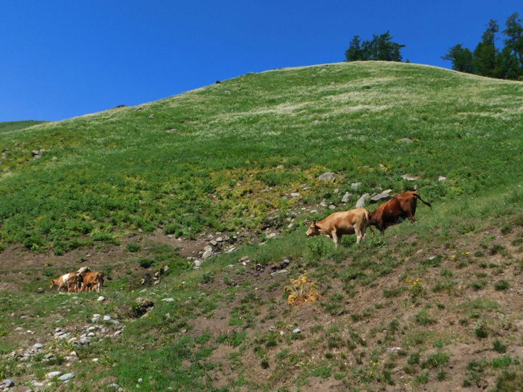 新疆ウィグル自治区・蘭州から烏魯木斉へ 烏魯木斉 ジュンガル盆地 砂漠の道 カナスへの玄関、布爾津 阿勒泰の深緑の谷の写真　烏魯木斉（ウルムチ）からカナスへ6-2