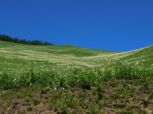 新疆ウィグル自治区・蘭州から烏魯木斉へ 烏魯木斉 ジュンガル盆地 砂漠の道 カナスへの玄関、布爾津 阿勒泰の深緑の谷の写真　烏魯木斉（ウルムチ）からカナスへ6-7