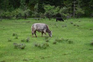 四川省・の写真 四姑娘山(スクニャン山)の渓谷を歩き中路蔵寨を訪ねる3-11