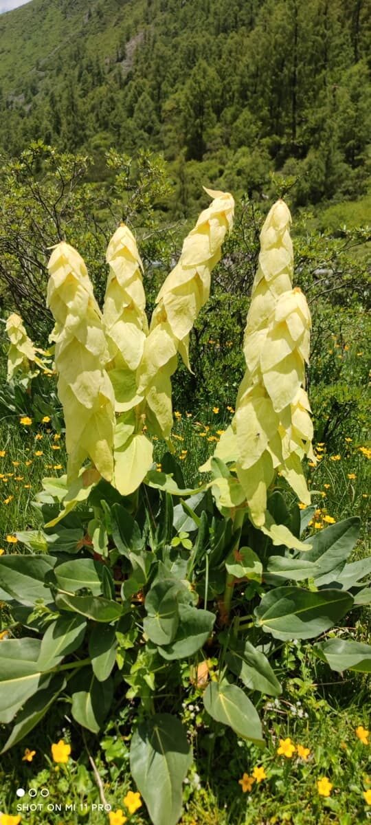 四川省・甲玉拉措、玉科草原、墨石公園、雅安碧峰峡、蒙頂山の写真　甲玉拉措と玉科草原からパンダとお茶の故郷へ-4