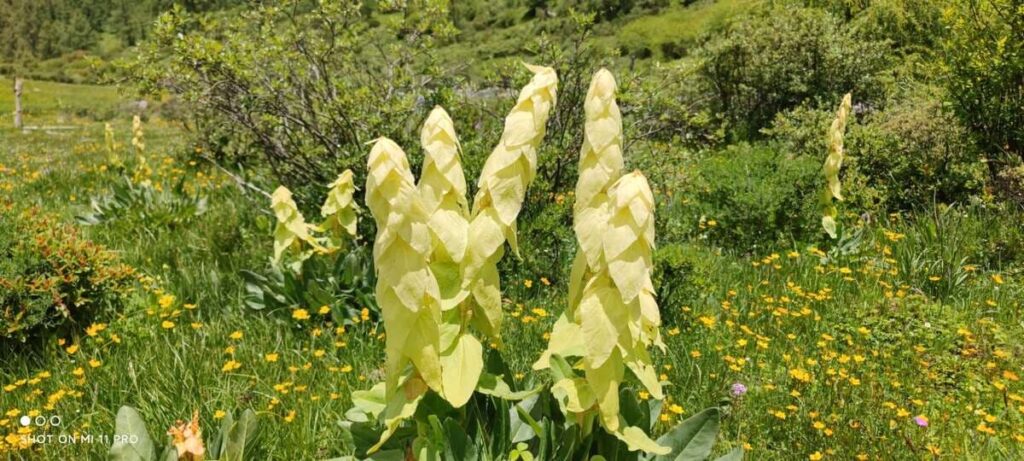 四川省・甲玉拉措、玉科草原、墨石公園、雅安碧峰峡、蒙頂山の写真　甲玉拉措と玉科草原からパンダとお茶の故郷へ-5