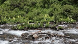 四川省・甲玉拉措、玉科草原、墨石公園、雅安碧峰峡、蒙頂山の写真　甲玉拉措と玉科草原からパンダとお茶の故郷へ-8