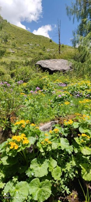 四川省・甲玉拉措、玉科草原、墨石公園、雅安碧峰峡、蒙頂山の写真　甲玉拉措と玉科草原からパンダとお茶の故郷へ-9