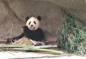 甲玉拉措、玉科草原、墨石公園、雅安碧峰峡、蒙頂山