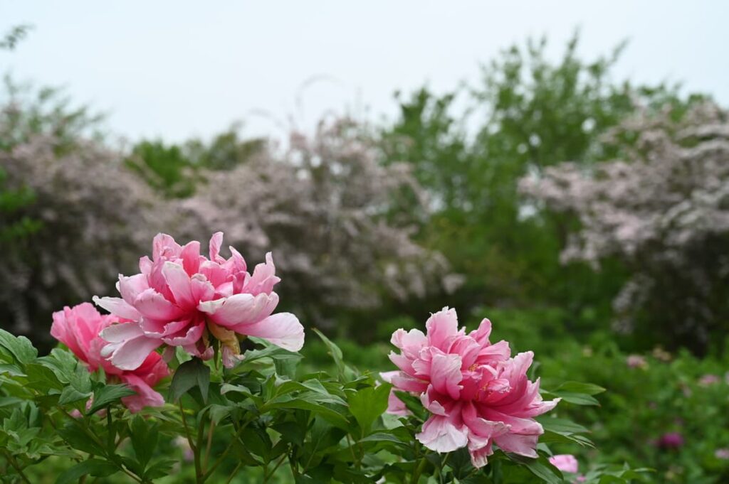 山西省・の写真 中原の都、洛陽應天門と牡丹2-1