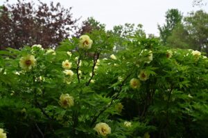 山西省・の写真 中原の都、洛陽應天門と牡丹2-10