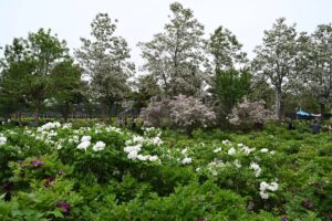 山西省・の写真 中原の都、洛陽應天門と牡丹2-11