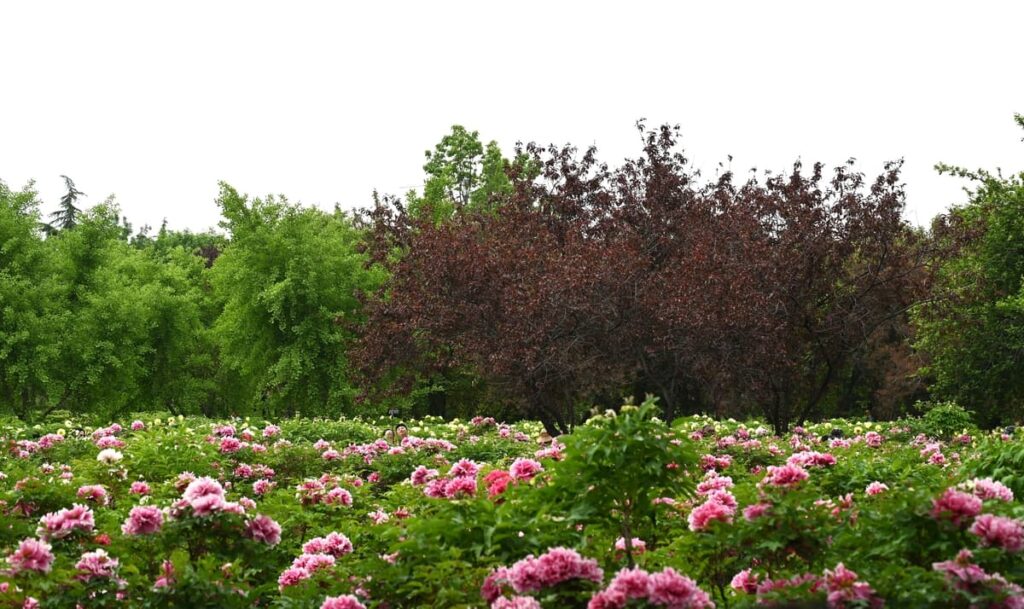 山西省・の写真 中原の都、洛陽應天門と牡丹2-2