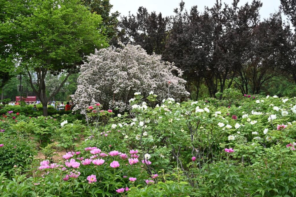 山西省・の写真 中原の都、洛陽應天門と牡丹2-3