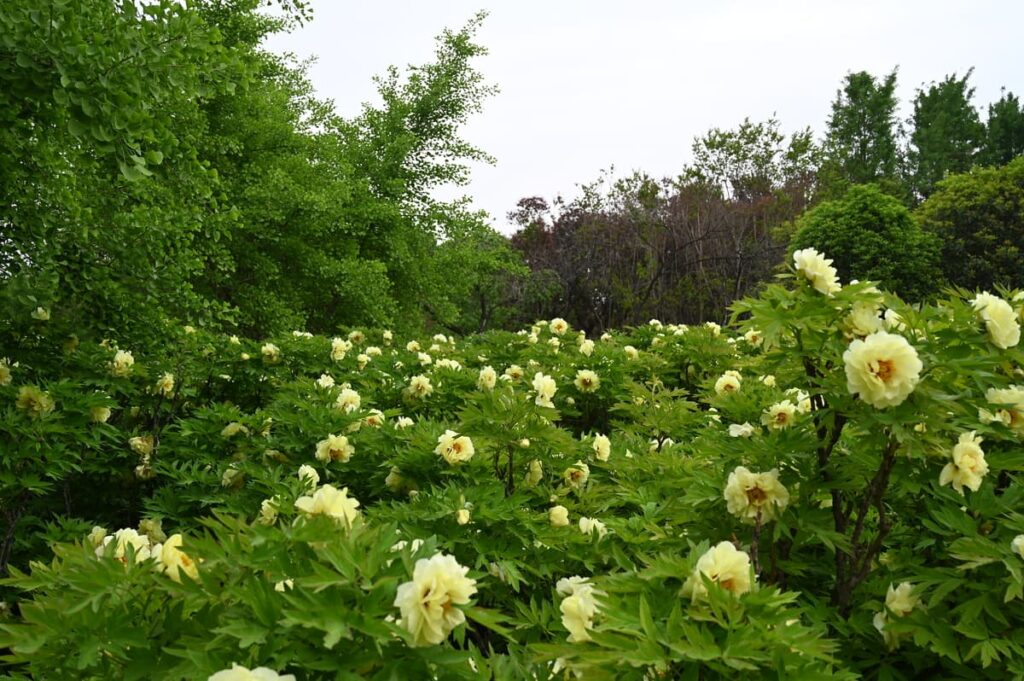 山西省・の写真 中原の都、洛陽應天門と牡丹2-4