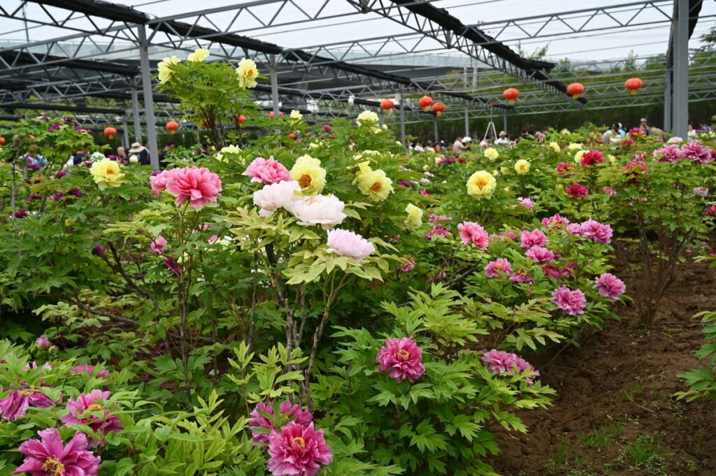 山西省・の写真 中原の都、洛陽應天門と牡丹2-5