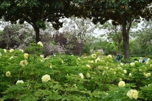 山西省・の写真 中原の都、洛陽應天門と牡丹2-6