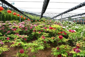 山西省・の写真 中原の都、洛陽應天門と牡丹2-7