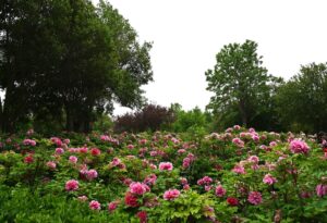 山西省・の写真 中原の都、洛陽應天門と牡丹2-8