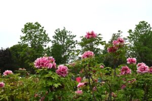 山西省・の写真 中原の都、洛陽應天門と牡丹2-9