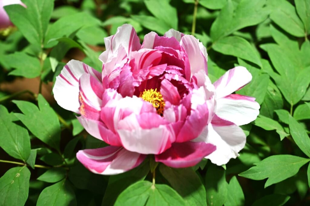 山西省・の写真 中原の都、洛陽應天門と牡丹3-1