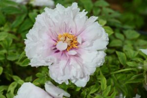 山西省・の写真 中原の都、洛陽應天門と牡丹3-10