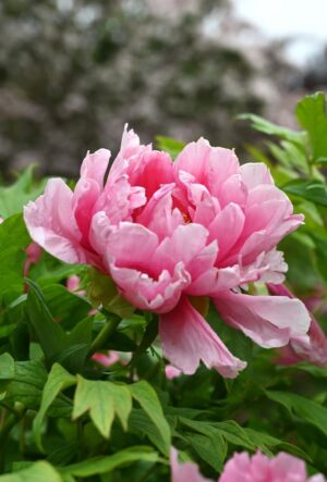 山西省・の写真 中原の都、洛陽應天門と牡丹3-11