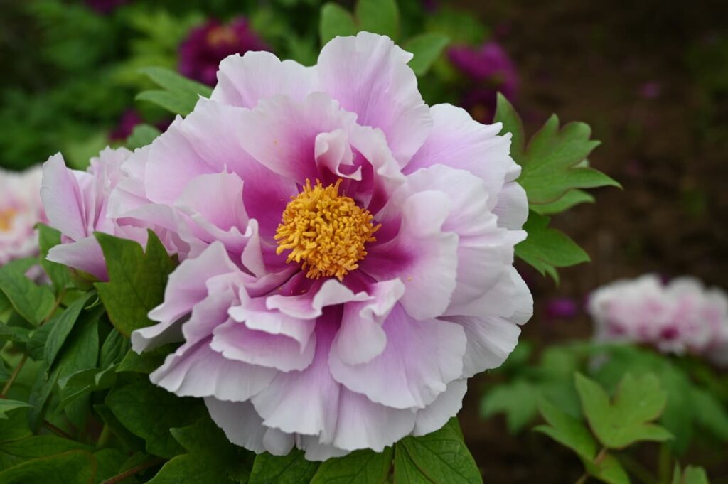 山西省・の写真 中原の都、洛陽應天門と牡丹3-2