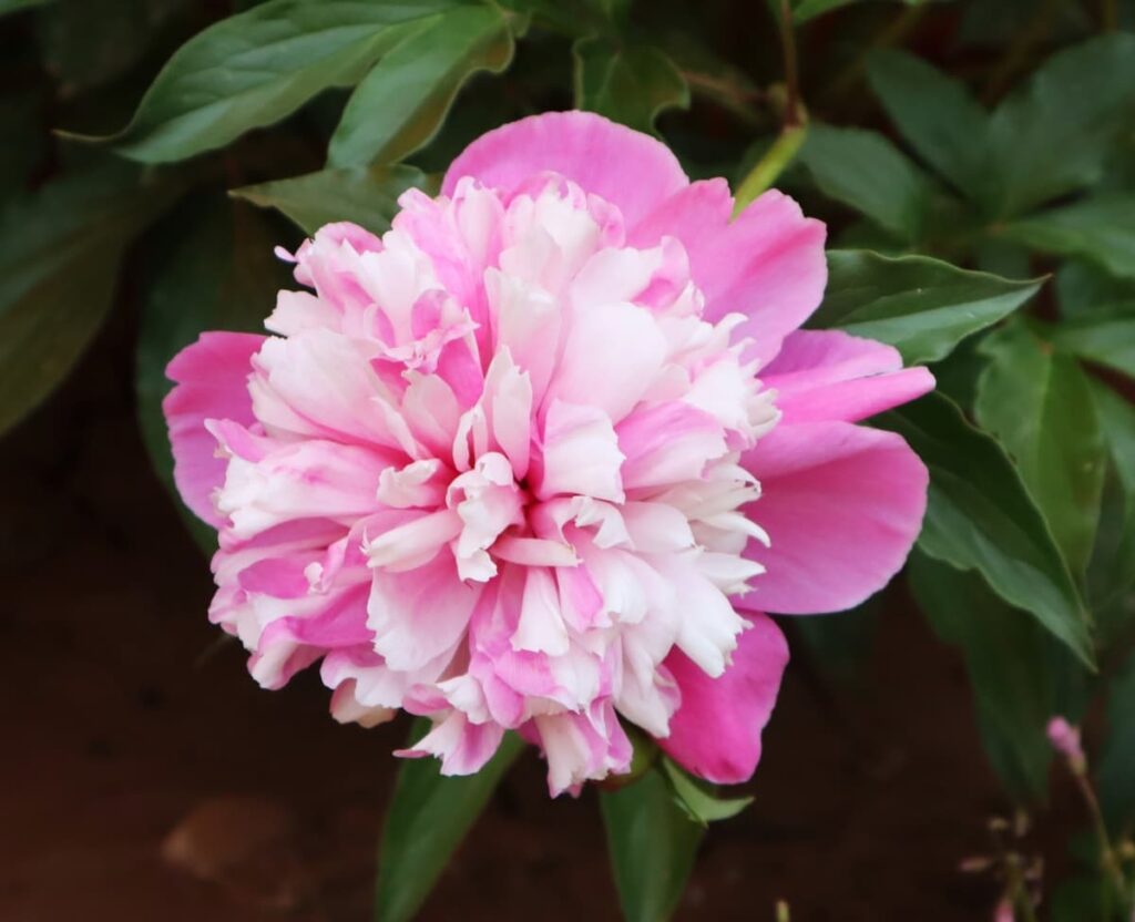 山西省・の写真 中原の都、洛陽應天門と牡丹3-3