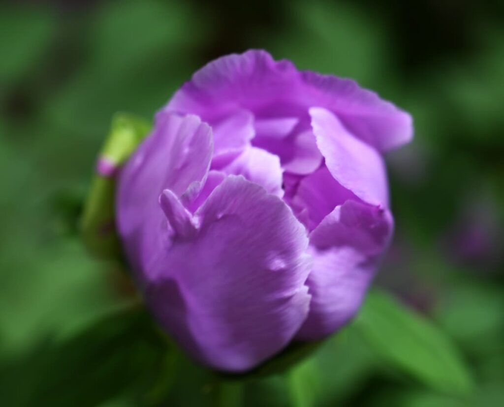 山西省・の写真 中原の都、洛陽應天門と牡丹3-4