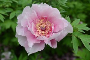 山西省・の写真 中原の都、洛陽應天門と牡丹3-6