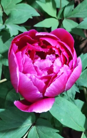 山西省・の写真 中原の都、洛陽應天門と牡丹3-7