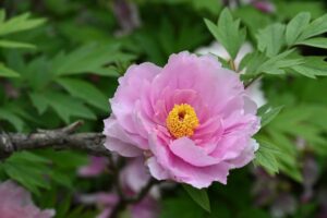 山西省・の写真 中原の都、洛陽應天門と牡丹3-9